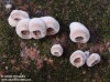 klanolístka obecná (Houby), Schizophyllum commune, Schizophyllaceae (Fungi)