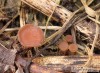 hlízenka jetelová (Houby), Sclerotinia trifoliorum, Sclerotiniaceae (Fungi)