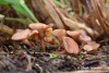 hlízenka jetelová (Houby), Sclerotinia trifoliorum, Sclerotiniaceae (Fungi)