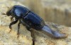 bělokaz březový (Brouci), Scolytus ratzeburgi (Coleoptera)