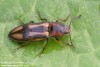 kovařík (Brouci), Selatosomus cruciatus, Elateridae (Coleoptera)