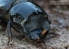 roháček bukový (Brouci), Sinodendron cylindricum, Scarabaeoidea, Lucanidae (Coleoptera)