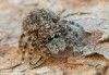 skákavka okenní (Pavouci), Sitticus pubescens (Arachnida)