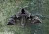 lišaj paví oko (Motýli), Smerinthus ocellatus (Lepidoptera)