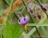 lilek potměchuť (Rostliny), Solanum dulcamara (Plantae)