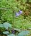 dřípatka horská (Rostliny), Soldanella montana (Plantae)
