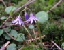 dřípatka horská (Rostliny), Soldanella montana (Plantae)
