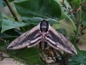 lišaj šeříkový (Motýli), Sphinx ligustri (Lepidoptera)