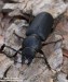tesařík borový (Brouci), Spondylis buprestoides, Cerambycidae, (Coleoptera)