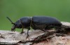 tesařík borový (Brouci), Spondylis buprestoides, Cerambycidae, (Coleoptera)