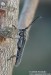 tesařík (Brouci), Stenostola dubia, Cerambycidae, Saperdini (Coleoptera)