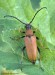 tesařík obecný (Brouci), Stictoleptura rubra rubra, Cerambycidae, Lepturini (Coleoptera)