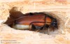 tesařík obecný (Brouci), Stictoleptura rubra rubra, Cerambycidae, Lepturini (Coleoptera)