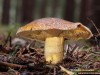 klouzek strakoš (Houby), Suillus variegatus, Suillaceae (Fungi)