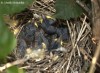 Pěnice hnědokřídlá (Ptáci), Sylvia communis (Aves)