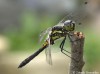 Vážka tmavá (Vážky), Sympetrum danae (Odonata)