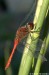Vážka rudá (Vážky), Sympetrum sanguineum (Odonata)