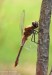 Vážka rudá (Vážky), Sympetrum sanguineum (Odonata)