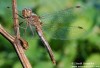 Vážka obecná (Vážky), Sympetrum vulgatum (Odonata)