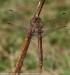 Vážka obecná (Vážky), Sympetrum vulgatum (Odonata)