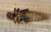 tesařík smrkový (Brouci), Tetropium castaneum var. rufomarginatum Roubal, Cerambycidae, Asemini (Coleoptera)
