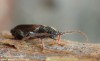 tesařík smrkový (Brouci), Tetropium castaneum var. rufomarginatum Roubal, Cerambycidae, Asemini (Coleoptera)
