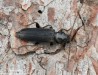 tesařík smrkový (Brouci), Tetropium castaneum var. aulicum, Cerambycidae, Asemini (Coleoptera)