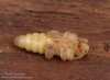tesařík smrkový (Brouci), Tetropium castaneum var. aulicum, Cerambycidae, Asemini (Coleoptera)