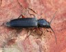 tesařík modřínový (Brouci), Tetropium gabrieli, Cerambycidae, Asemini (Coleoptera)