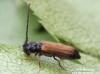 Kozlíček ovocný (Brouci), Tetrops praeustus praeustus, Cerambycidae, Tetraopini (Coleoptera)