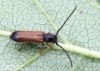 Kozlíček ovocný (Brouci), Tetrops praeustus praeustus (Coleoptera)