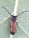 Kozlíček ovocný (Brouci), Tetrops praeustus praeustus, Cerambycidae, Tetropini (Coleoptera)