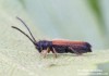 Kozlíček ovocný (Brouci), Tetrops praeustus praeustus (Coleoptera)