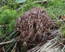 plesňák zápašný (měnlivý) (Houby), Thelephora palmata, Thelephoraceae (Fungi)