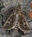 můra jílková (Motýli), Tholera decimalis (Lepidoptera)