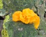 boltcovitka mozkovitá (Houby), Tremella mesenterica, Auriculariaceae (Fungi)