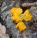 rosolovka mozkovitá (Houby), Tremella mesenterica, Auriculariaceae (Fungi)