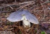 čirůvka havelka (Houby), Tricholoma portentosum, Tricholomataceae (Fungi)