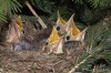drozd zpěvný (Ptáci), Turdus philomelos (Aves)