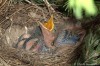 drozd zpěvný (Ptáci), Turdus philomelos (Aves)