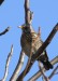 Drozd kvíčala (Ptáci), Turdus pilaris (Aves)