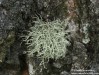 provazovka srstnatá (Houby), Usnea hirta, Parmeliaceae (Fungi)