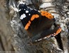Babočka admirál (Motýli), Vanessa atalanta (Lepidoptera)