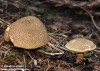 hřib žlutomasý (Houby), Xerocomus chrysenteron (Fungi)