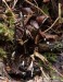 dřevnatka parohatá (Houby), Xylaria hypoxylon, Xylariaceae (Fungi)