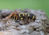 tesařík (Brouci), Xylotrechus arvicola, Cerambycidae, Clytini (Coleoptera)