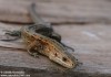 ještěrka živorodá (Plazi), Zootoca vivipara (Reptilia)