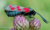 vřetenuška obecná (Motýli), Zygaena filipendulae (Lepidoptera)