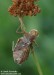 vážka (Vážky), Sympetrum sp. (Odonata)